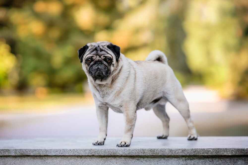 Серьезный мопс