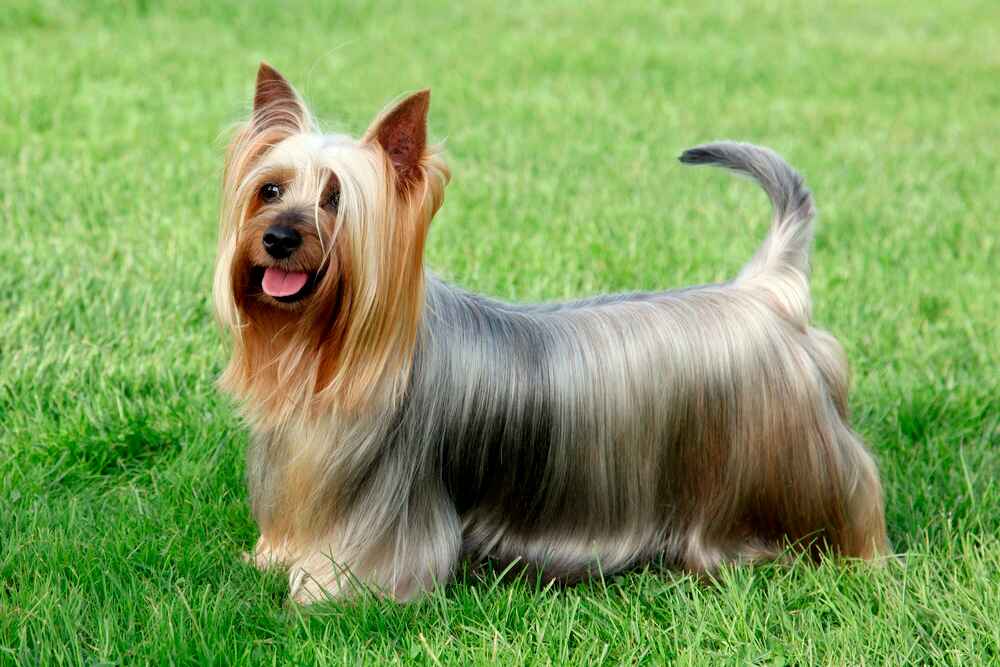 Шелковистый терьер летом