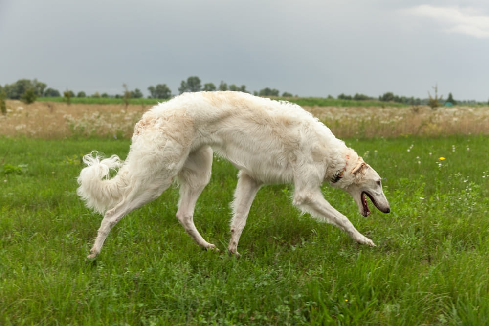 Охотничья борзая