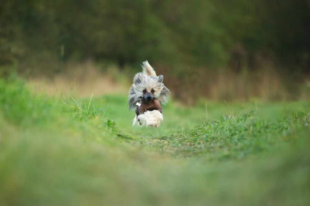 Хохлатая собака бежит