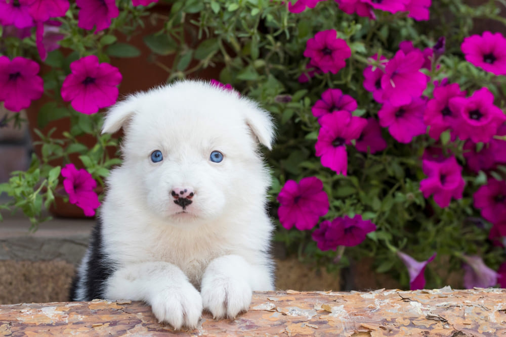 Красивая собака якутская лайка