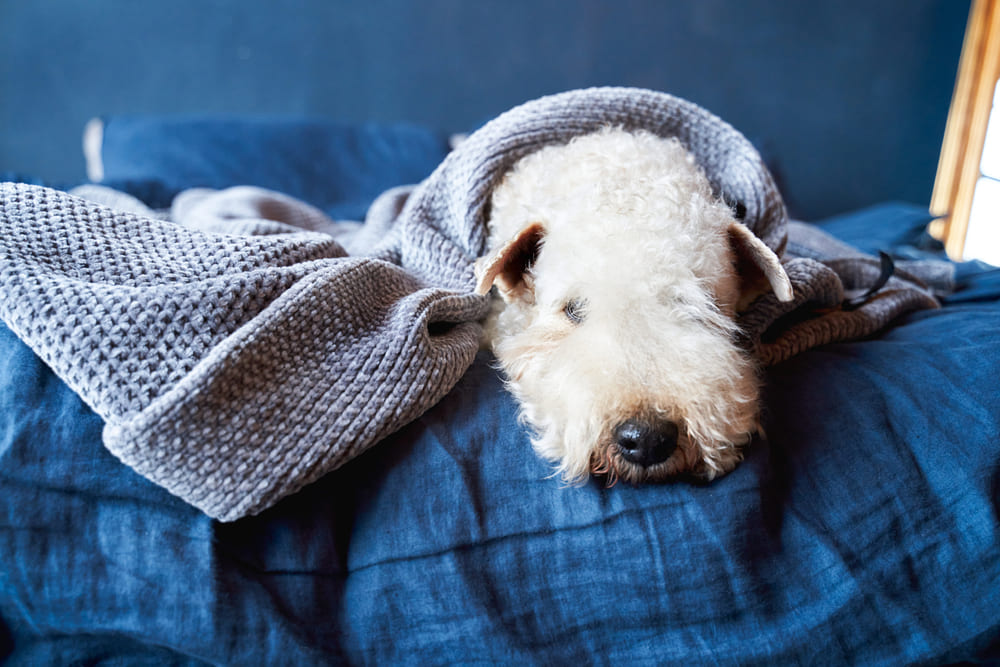 Ирландский мягкошерстный пшеничный терьер лежит на кровати