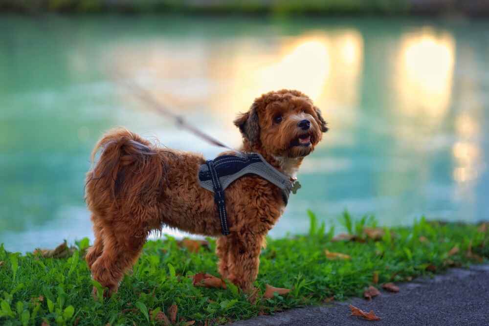 Порода собак хаванез