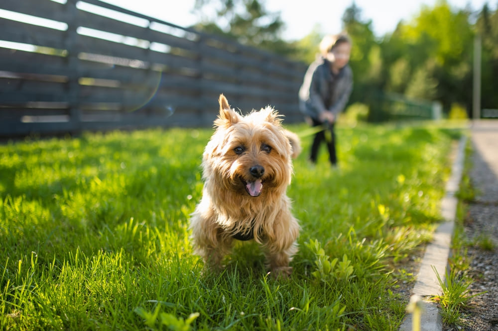 Австралийский терьер на выгуле