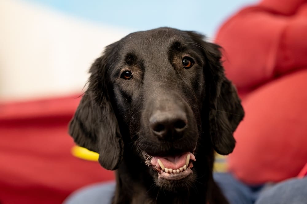 Красивый прямошерстный ретривер