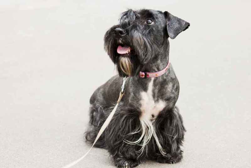 Изображениe — Фото чешского терьера Фото чешского терьера