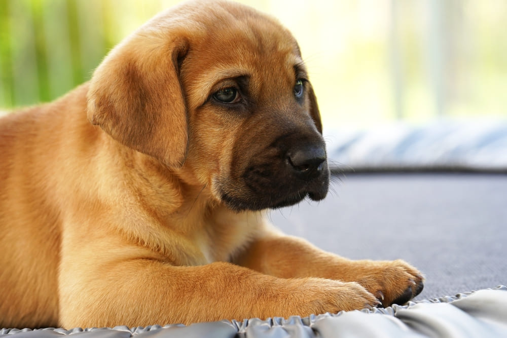 Рыжий щенок брохольмера