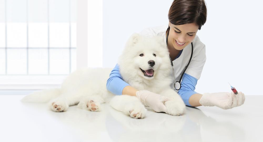 Почему у собаки повышена мочевина в крови: причины, последствия, лечение