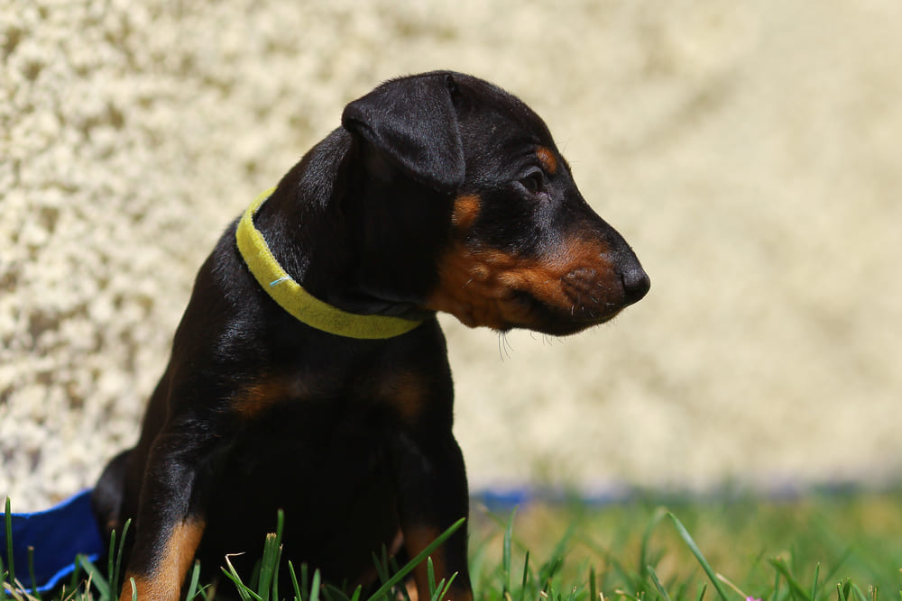 Милый щенок манчестерского терьера