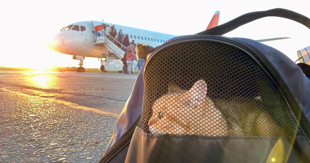 Перевозка кошек в самолете: советы по подготовке и уменьшению стресса
