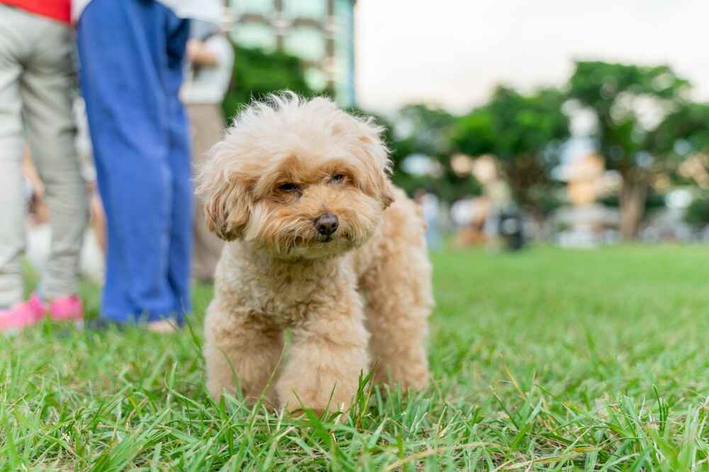 Милый пудель гуляет