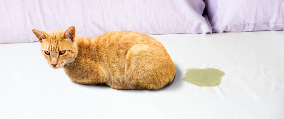 Недержание мочи у котов и кошек: причины и лечение