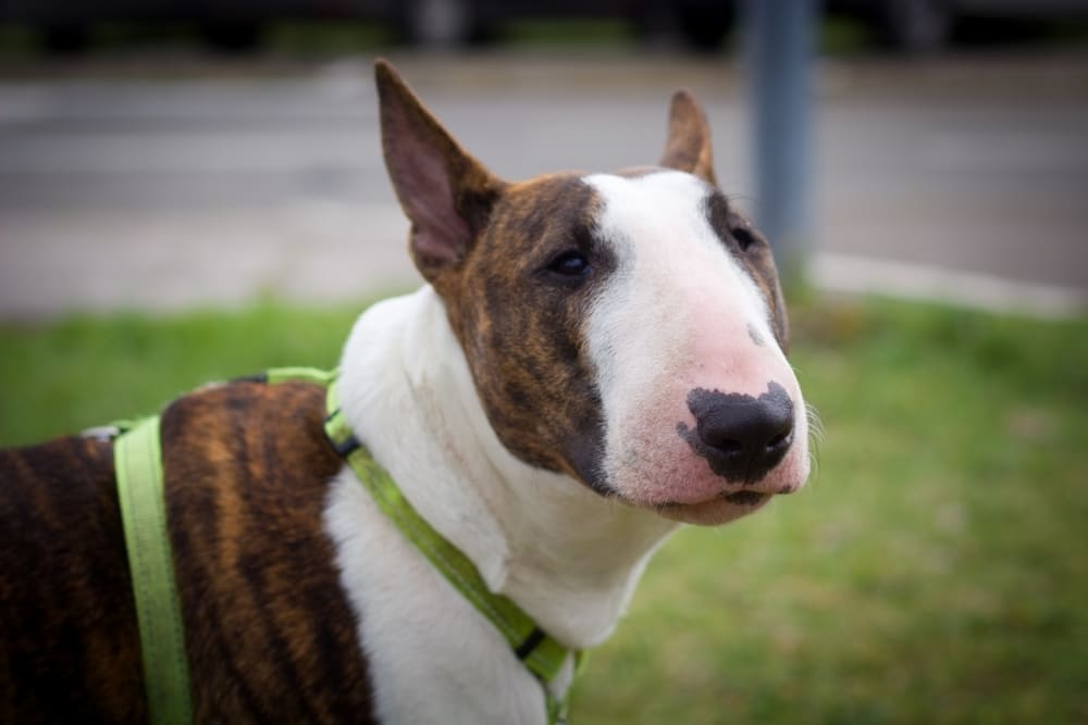 Портрет бультерьера