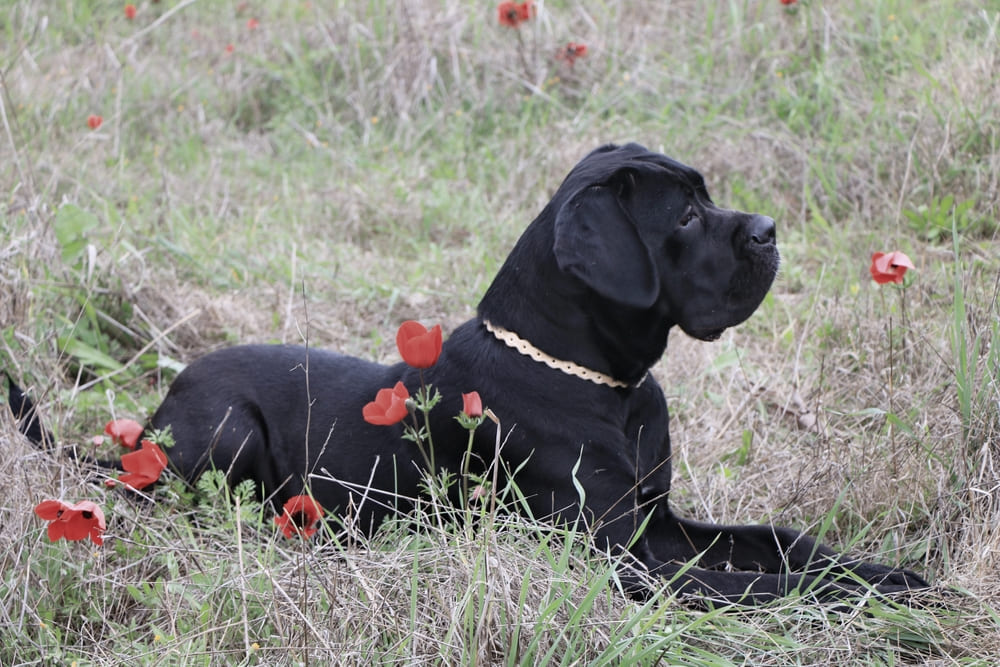 Два черных кане-корсо