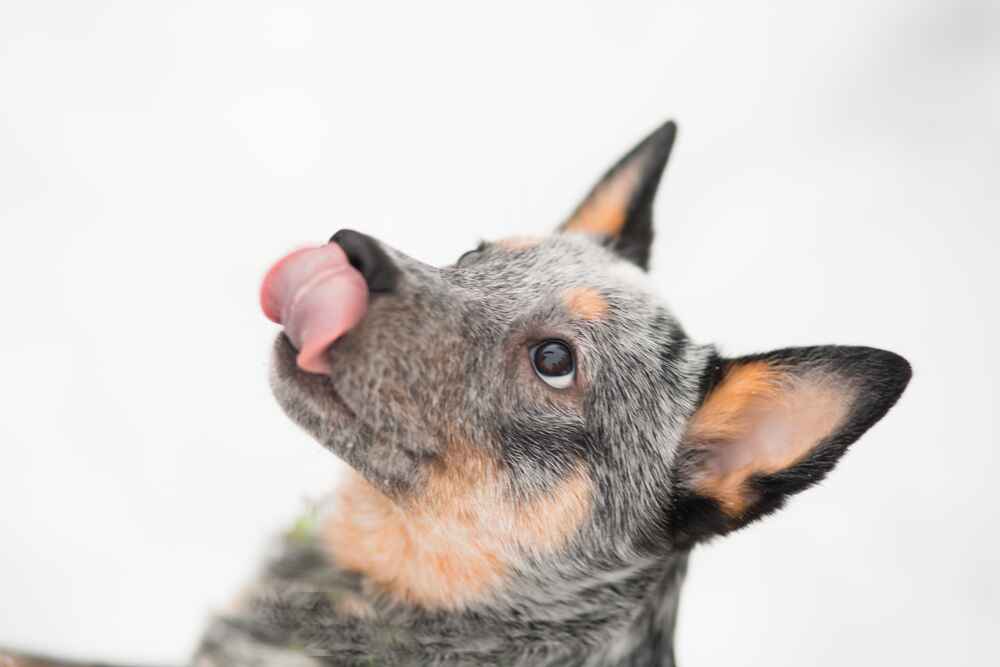 Австралийская пастушья собака на зимней прогулке