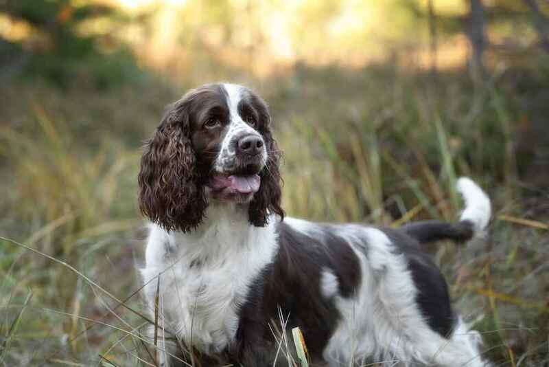 Английский спрингер-спаниель на улице