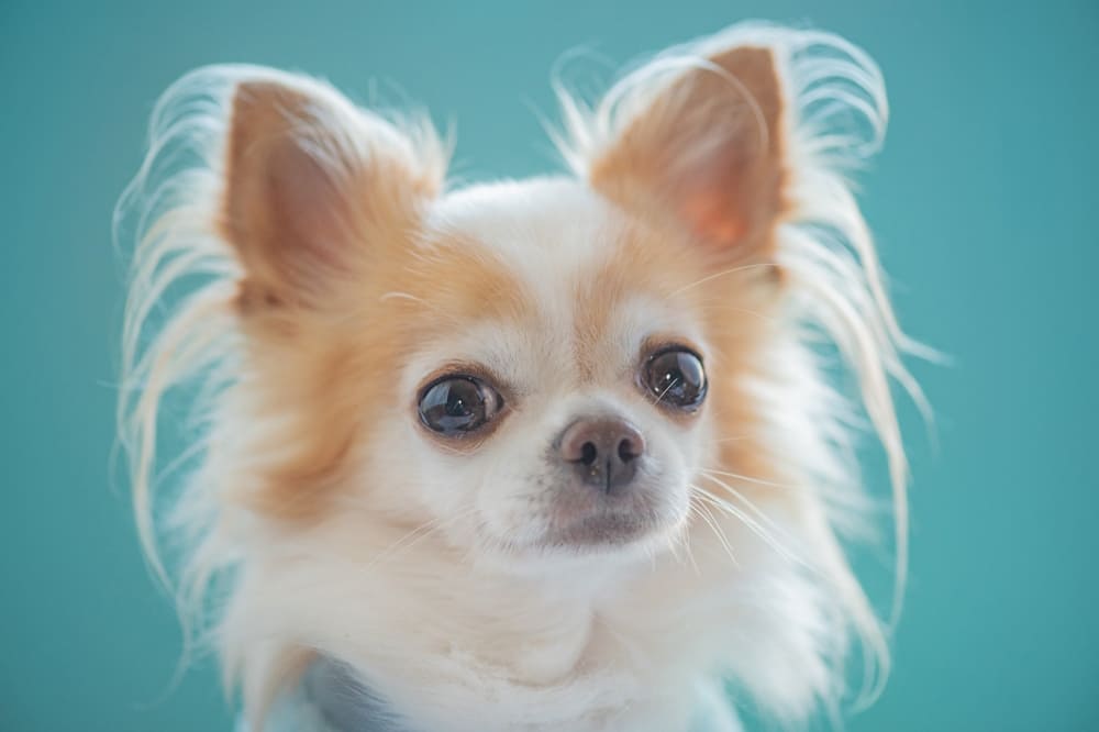 Чихуахуа с длинной шерстью