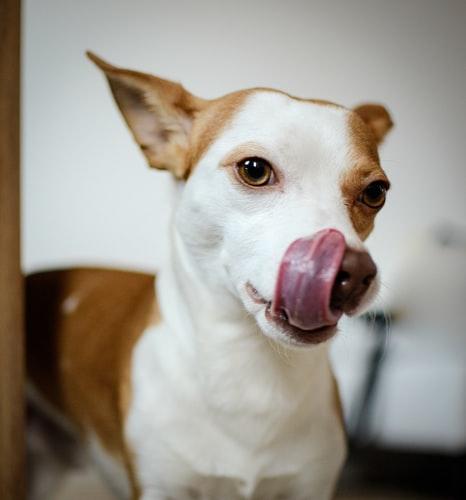 Желтая рвота у собаки: возможные причины и лечение