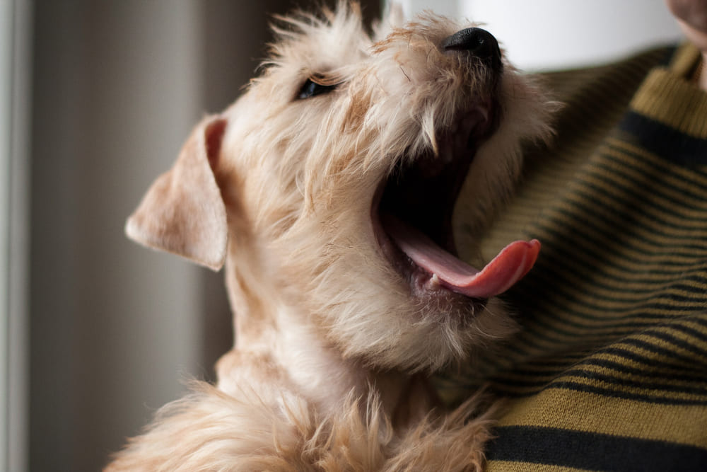 Ирландский мягкошерстный пшеничный терьер зевает