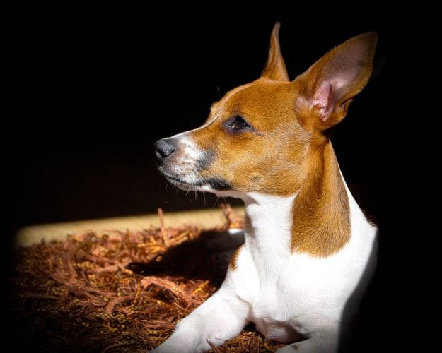 Свищ у собаки после операции или из-за воспаления: признаки и лечение проблемы 