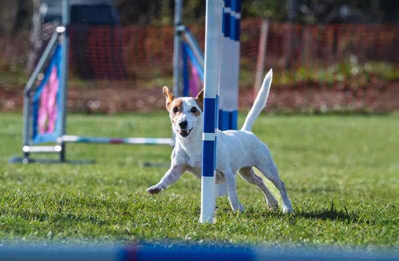 Паттердейл-терьер на аджилити