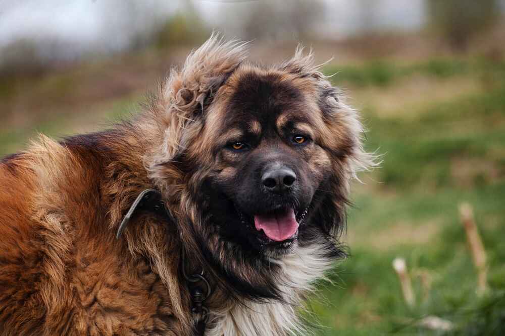 Портрет кавказской овчарки