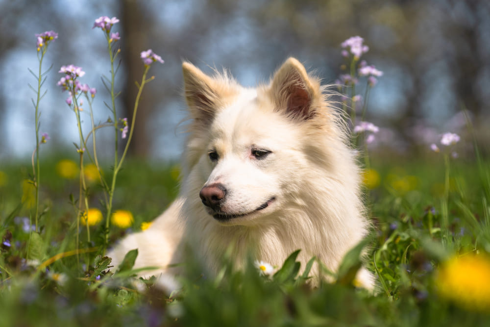 Исландская овчарка на траве