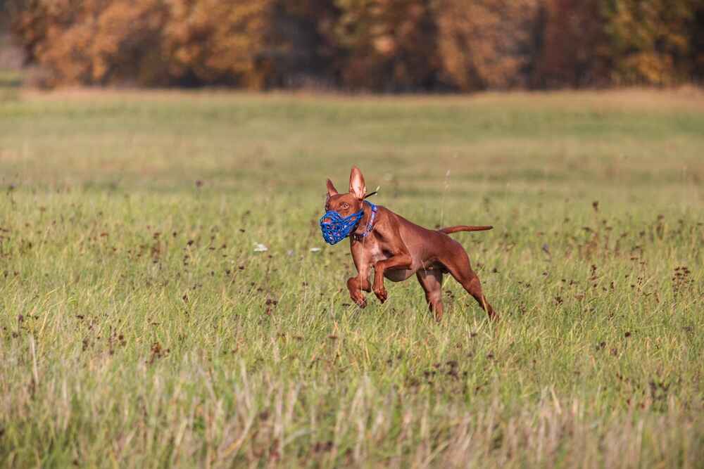 Изображениe — Сицилийская борзая на фото Сицилийская борзая на фото