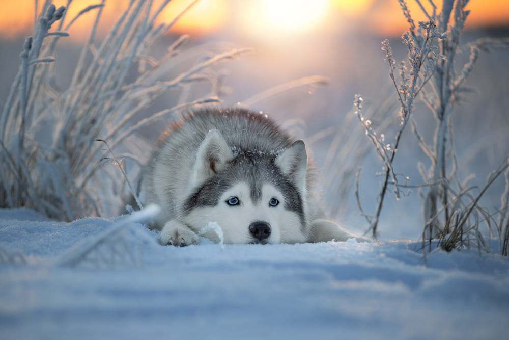 Сибирский хаски в зимний день