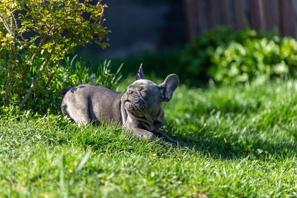 Щенок голубого французского бульдога