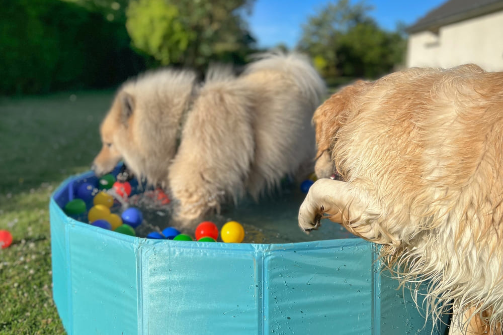 Евразиер играет