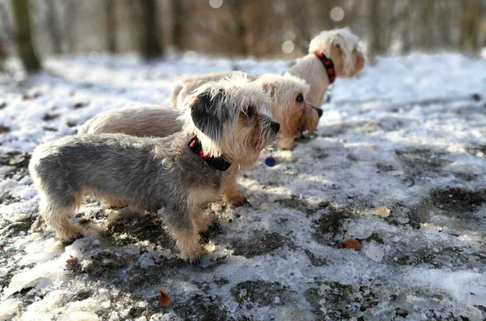 Красивый денди-динмонт-терьер
