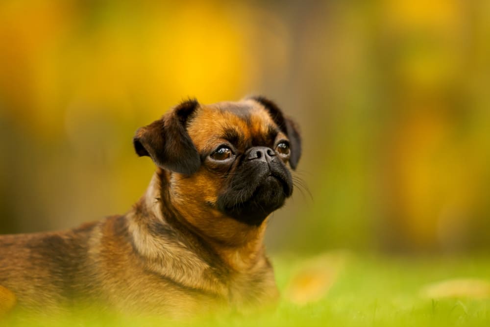 Взрослый пти-брабансон