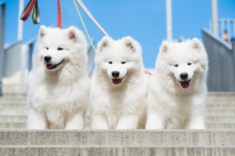 Три щенка самоедской лайки