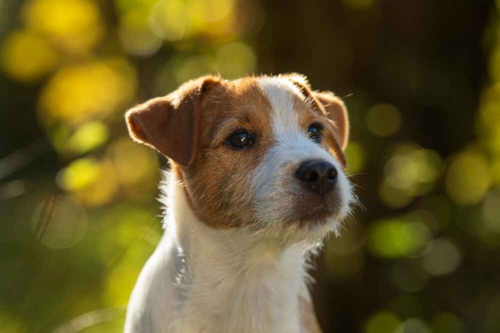 Изображениe — Морда парсон-рассел-терьера Морда парсон-рассел-терьера