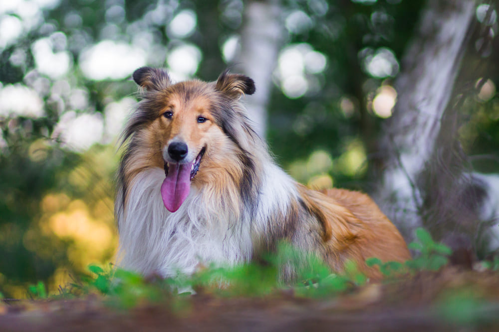 Собака шотландская овчарка