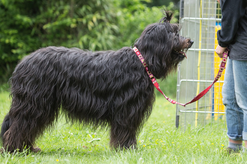 Порода фландрийский бувье