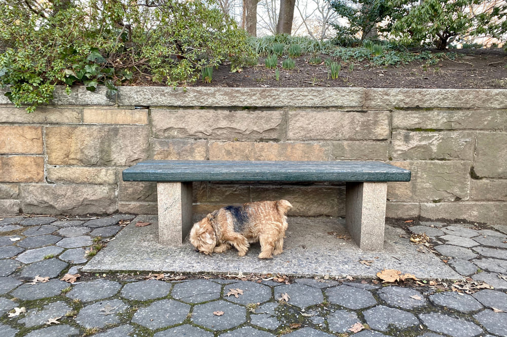 Норфолк-терьер нюхает землю