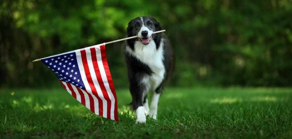 Американские собаки: 40 пород с фотографиями и описанием