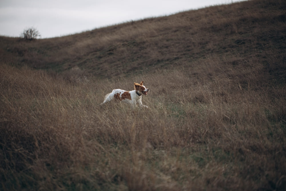 Порода собак бретон