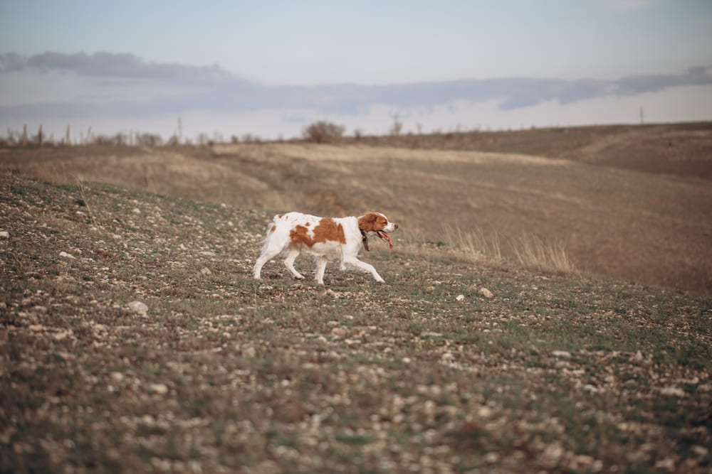 Собака бретон