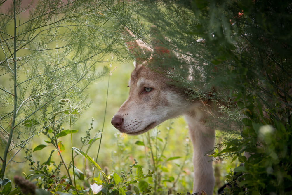 Щенок волчьей собаки