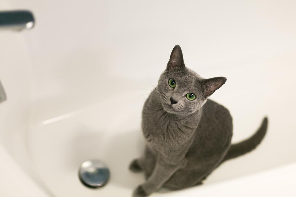 Как часто можно купать кошек и котов: нужно ли мыть домашнюю кошку, и если  да, то как это правильно делать?