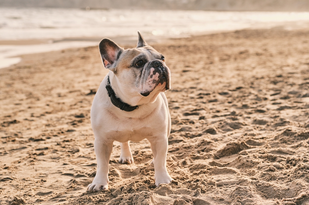 Белый французский бульдог на пляже