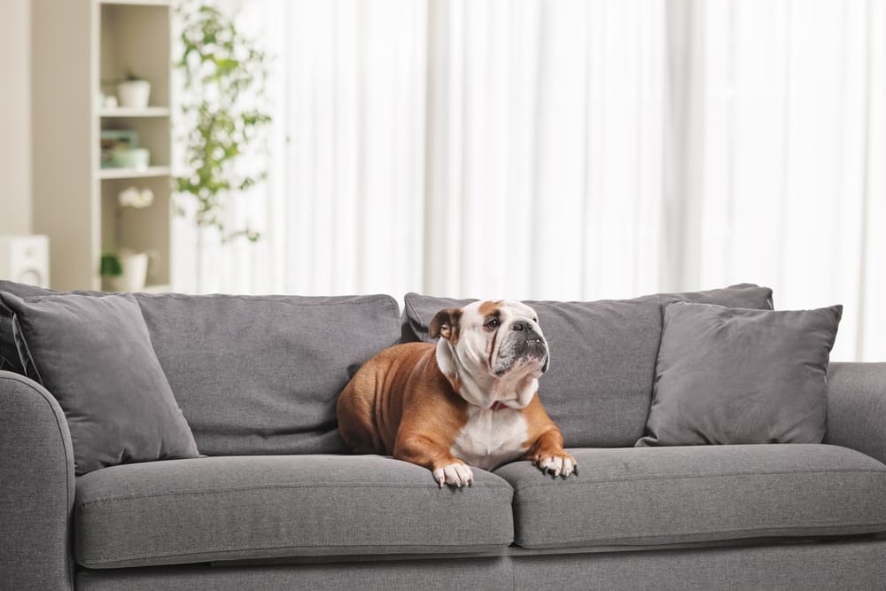 Английский бульдог дома