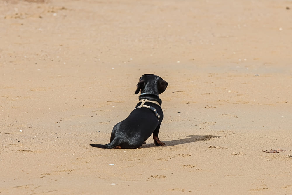 Такса на пляже
