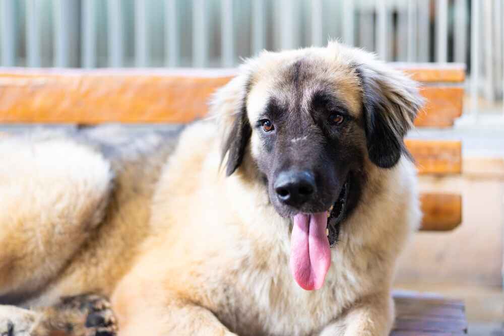 Кавказская овчарка сидит