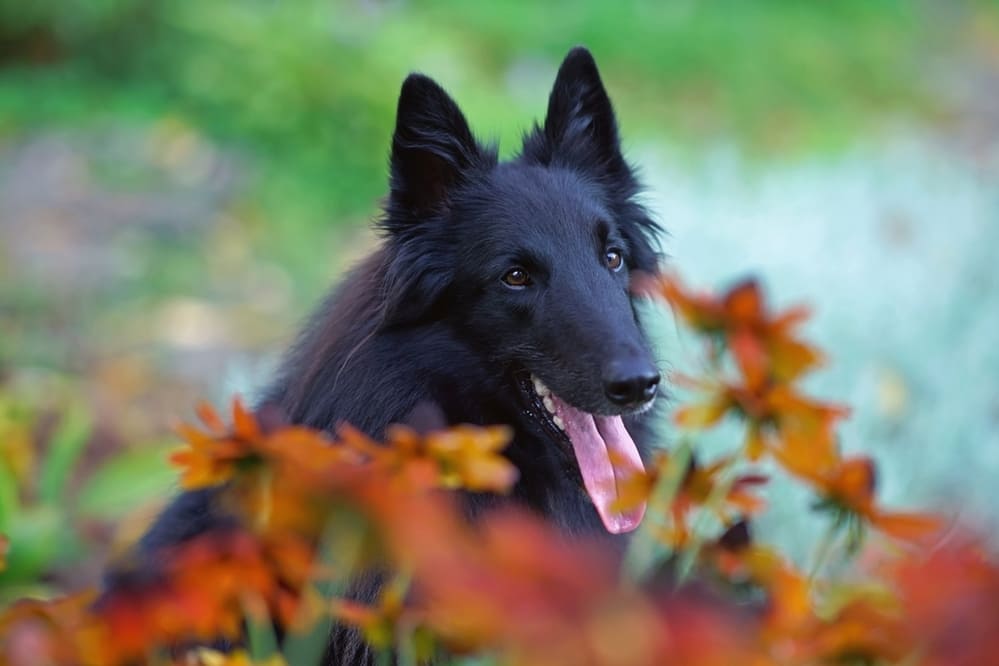 Овчарка грюнендаль