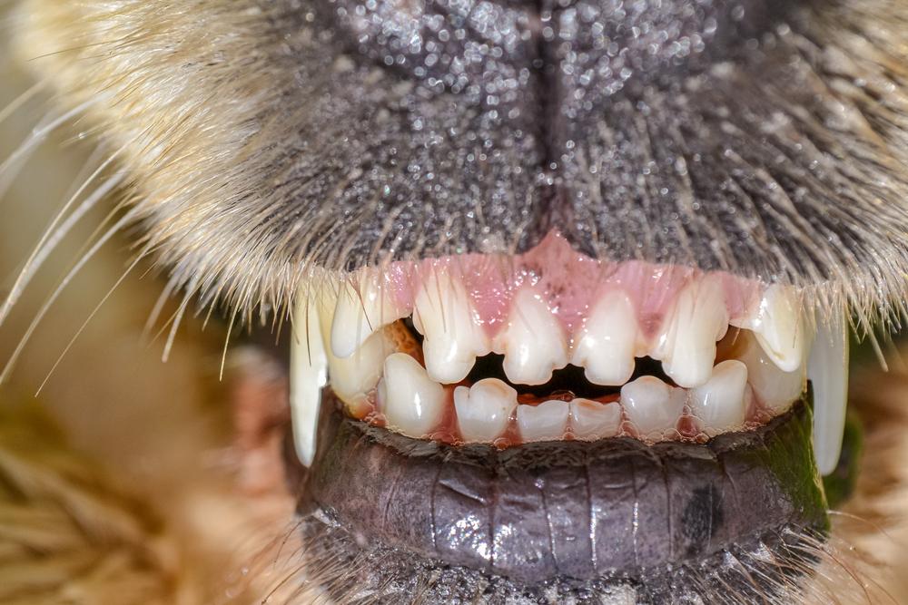 Пародонтит у собак: симптомы и лечение