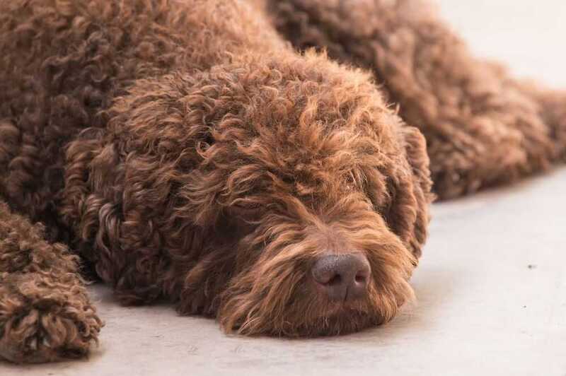 Морда коричневого барбета